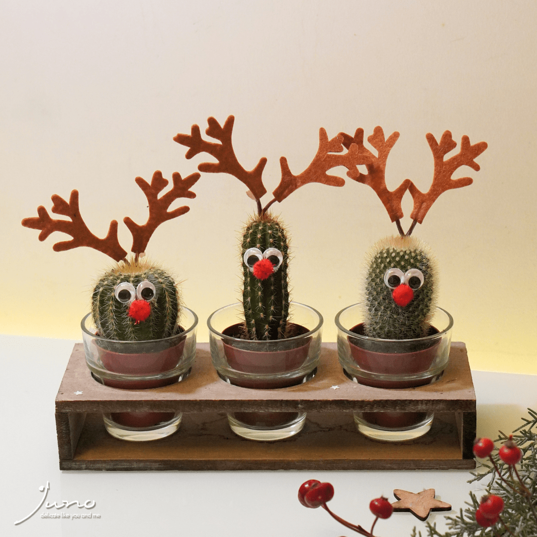 Mini cactuși reni de Crăciun