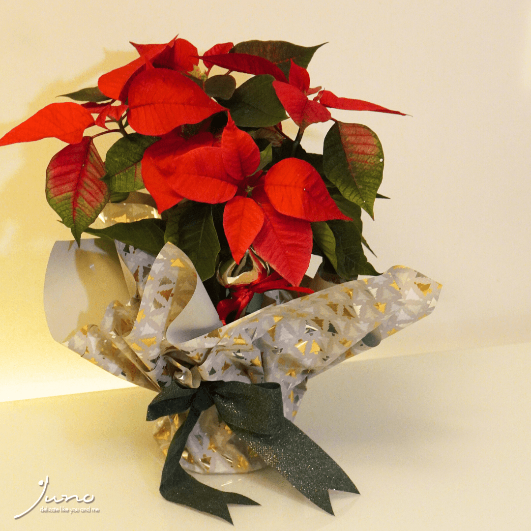 Crăciuniță ambalată festiv